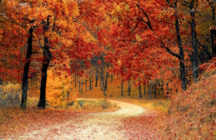 Your Forest Your Forest